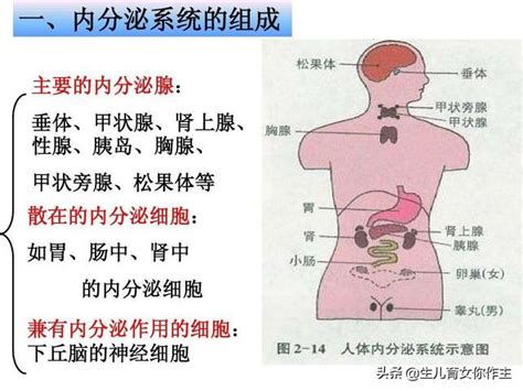 陰莖是什麼|男性生殖系統